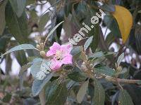 Lagunaria patersonia (Andr.) Don (Hibiscus patersonius Andr., Lagunaria patersonii)