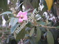 Lagunaria patersonia (Andr.) Don (Hibiscus patersonius Andr., Lagunaria patersonii)