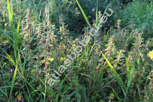 Parietaria judaica L. (Parietaria diffusa Mert. et Koch)