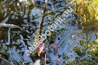 Drepanocladus sp. (Scorpidium scorpioides (Hedw.) Limpr.)