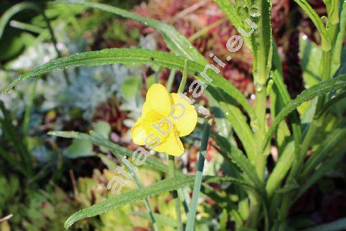 Narcissus jonquilla 'Sun Disc'