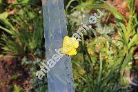 Narcissus jonquilla 'Sun Disc'