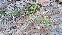 Salix appendiculata Vill. (Capraea grandifolia (Ser.) Opiz, Salix grandifolia Ser.)