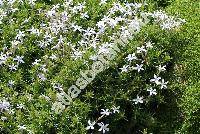 Phlox covillei Nels.