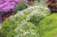 Phlox covillei Nels.