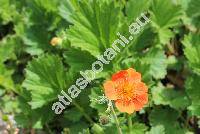 Geum x borisii hort.