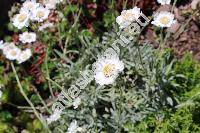 Achillea 'Nana Compacta' (Achillea ageratifolia (Sibth. et Sm.) Benth. et Hook. f.)