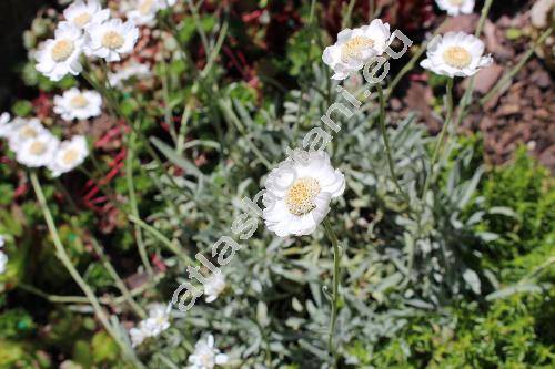 Achillea 'Nana Compacta' (Achillea ageratifolia (Sibth. et Sm.) Benth. et Hook. f.)