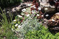 Achillea 'Nana Compacta' (Achillea ageratifolia (Sibth. et Sm.) Benth. et Hook. f.)