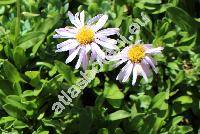 Erigeron leiomerus Gray (Erigeron spathulifolius Rydb., Aster)