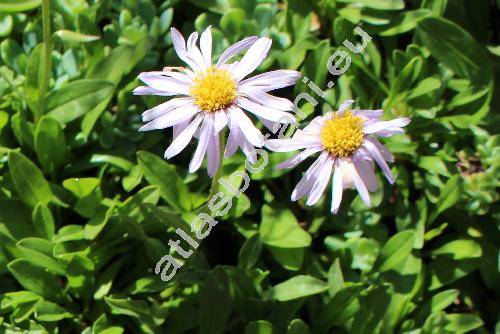 Erigeron leiomerus Gray (Erigeron spathulifolius Rydb., Aster)