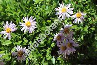 Erigeron leiomerus Gray (Erigeron spathulifolius Rydb., Aster)