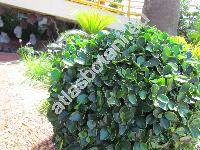 Ficus microcarpa 'Green Island'