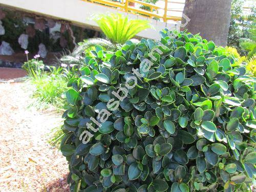 Ficus microcarpa 'Green Island'