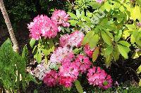 Rhododendron 'Germania'