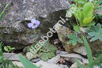 Jankaea heldreichii (Boiss.) Boiss. (Haberlea heldreichii  Boiss., Ramonda heldreichii (Boiss.) Clarke)