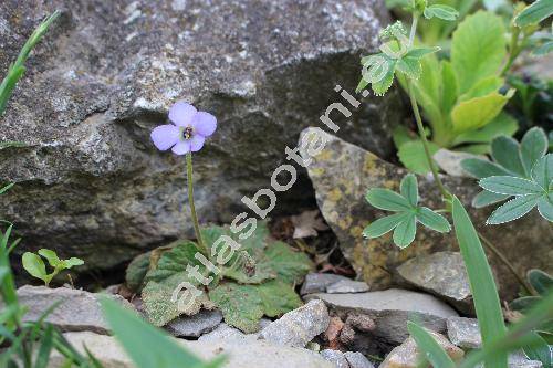 Jankaea heldreichii (Boiss.) Boiss. (Haberlea heldreichii  Boiss., Ramonda heldreichii (Boiss.) Clarke)