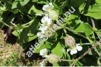 Silene zawadzkii Fenzl (Silene vulgaris agg.)