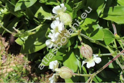 Silene zawadzkii Fenzl (Silene vulgaris agg.)