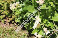 Silene zawadzkii Fenzl (Silene vulgaris agg.)