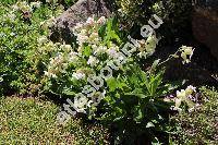 Silene zawadzkii Fenzl (Silene vulgaris agg.)
