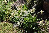 Silene zawadzkii Fenzl (Silene vulgaris agg.)