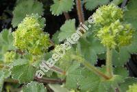 Alchemilla erythropoda Juz. (Alchemilla erythropodoies Paw. Juz.)