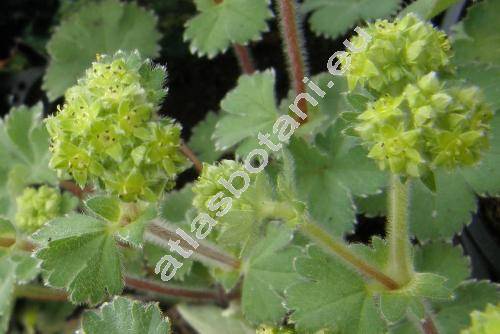 Alchemilla erythropoda Juz. (Alchemilla erythropodoies Paw. Juz.)