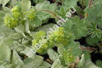 Alchemilla erythropoda Juz. (Alchemilla erythropodoies Paw. Juz.)