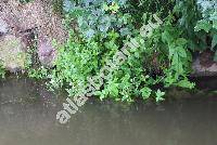 Myosoton aquaticum (L.) Moench (Stellaria aquatica (L.) Scop., Cerastium aquaticum L., Alsine, Malachium)