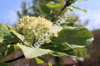 Sorbus aria 'Lutescens' (Mespilus)