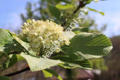 Sorbus aria 'Lutescens' (Mespilus)