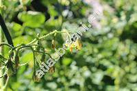 Solanum lycopersicum 'San Marzano' (Lycopersicon esculentum Mill.)