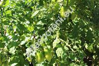 Solanum lycopersicum 'San Marzano' (Lycopersicon esculentum Mill.)