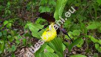 Cypripedium calceolus L.