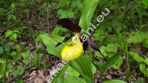 Cypripedium calceolus L.