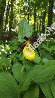 Cypripedium calceolus L.