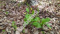 Cypripedium calceolus L.