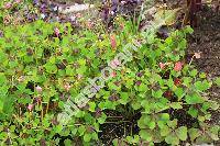 Oxalis deppei Lodd. (Oxalis esculenta Otto et Dietr., Oxalis tetraphylla Cav.)