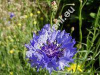 Centaurea cyanus L. (Cyanus segetum Hill, Jacea segetum (Hill) Lam.)