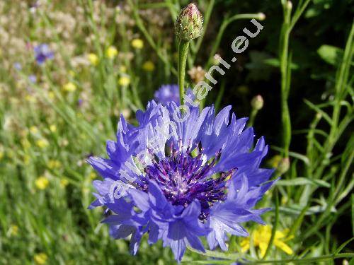 Centaurea cyanus L. (Cyanus segetum Hill, Jacea segetum (Hill) Lam.)