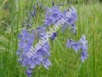 Veronica teucrium L. (Veronica latifolia L.)