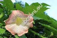 Brugmansia suaveolens (Humb. et Bonpl. ex Willd.) Bercht. et J. Presl (Datura suaveolens Humb. et Bonpl. ex Willd., Brougmasia suaveolens)