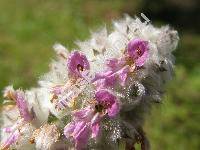 Stachys byzantina (Stachys byzantina Koch, Stachys lanata Jacq., Stachys olympica)