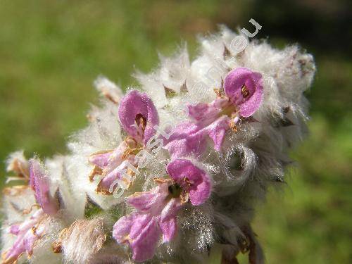 Stachys byzantina (Stachys byzantina Koch, Stachys lanata Jacq., Stachys olympica)