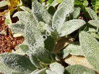 Stachys byzantina (Stachys byzantina Koch, Stachys lanata Jacq., Stachys olympica)