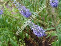 Pseudolysimachion maritimum (Veronica longifolia auct., Pseudolysimachion longifolium auct., Pseudolysimachion maritimum (L.) . Lve et D. Lve)