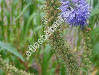 Pseudolysimachion maritimum (Veronica longifolia auct., Pseudolysimachion longifolium auct., Pseudolysimachion maritimum (L.) . Lve et D. Lve)