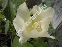 Gossypium herbaceum (Gossypium herbaceum L.)