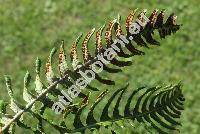 Polypodium vulgare L. (Ctenopteris)